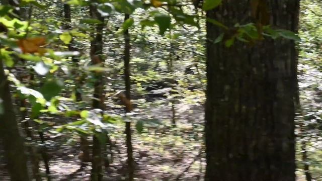 Sick of Hunting Wild Hogs and Deer with Covid смотреть онлайн