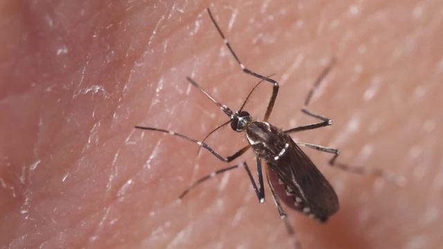 Как избавиться от комаров в квартире или доме [ Народные средства от комаров ] смотреть онлайн