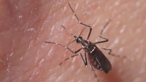 Как избавиться от комаров в квартире или доме [ Народные средства от комаров ]