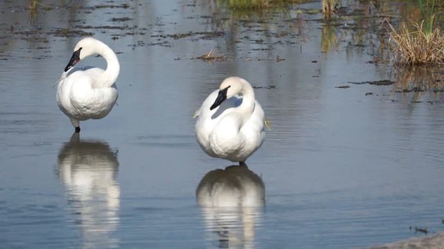 The First of Its Kind: Rouge National Urban Park смотреть онлайн