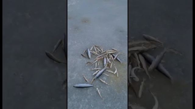 Ловля сельди и наваги на блёсны от Mr. Musurok смотреть онлайн