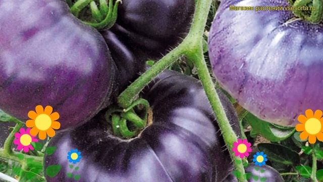 Томат обыкновенный Лазурный гигант. Краткий обзор, описание solanum lycopersicum Lazurnyj gigant смотреть онлайн