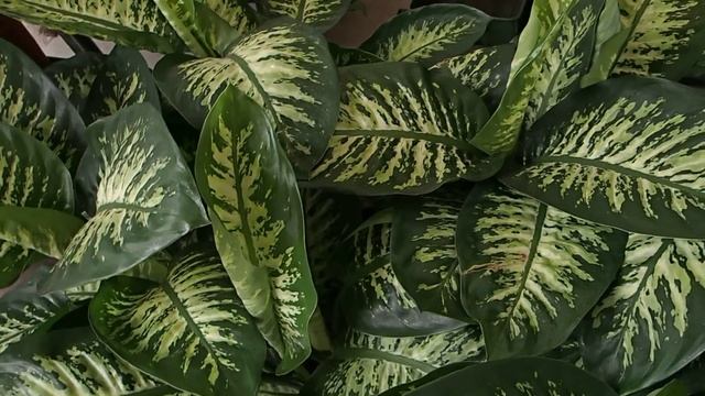 Dieffenbachia seguine ´Tropic Snow´ смотреть онлайн