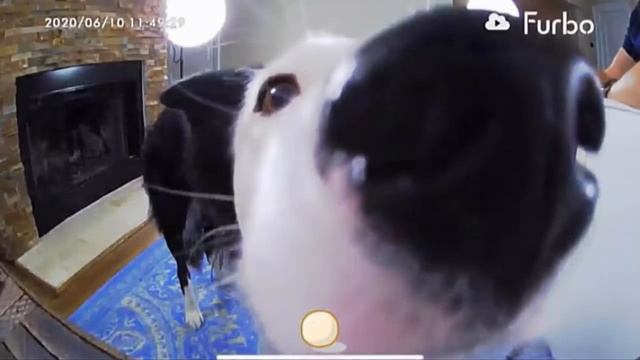 Best Pet Cameras and Monitors (Always Keep An Eye on Your Pets) смотреть онлайн