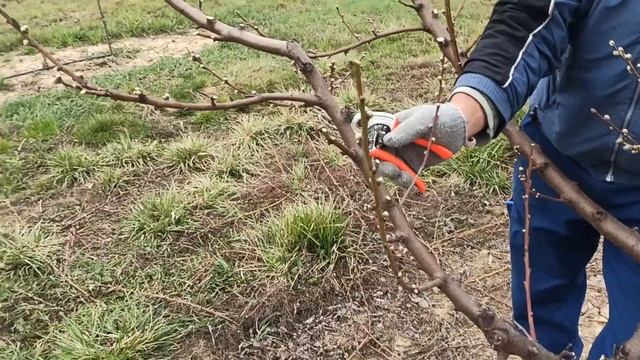 ФГ"Надія сад"-Формування і обрізка персика смотреть онлайн
