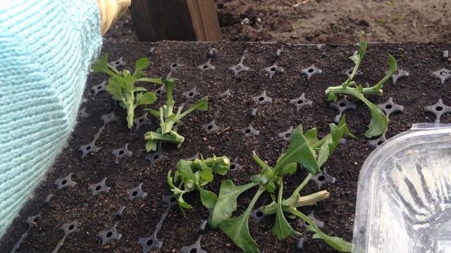 Как причеренковать хризантему из магазина смотреть онлайн