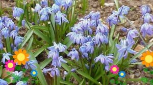 Сцилла siberica. Краткий обзор: Сцилла siberica описание характеристик, где купить луковицы