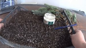 РАЗМНОЖЕНИЕ ГОЛУБОЙ ЕЛИ.  Самый простой, но эффективный способ размножение голубой ели черенками .