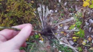 Размножение ежемалины🌱