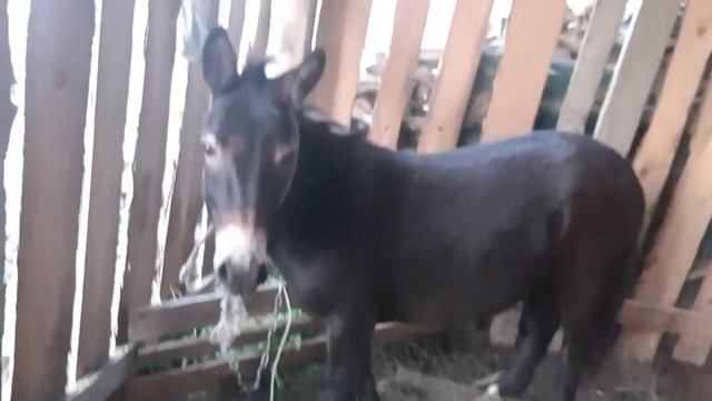 Планирование сарая для курочек.Обзор хозяйства.