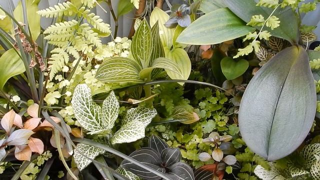 Палюдариум. Мокрицы. Граф Суворов. смотреть онлайн