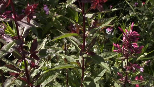 Мой ситцевый сад.Флоксы и их компаньоны.. смотреть онлайн