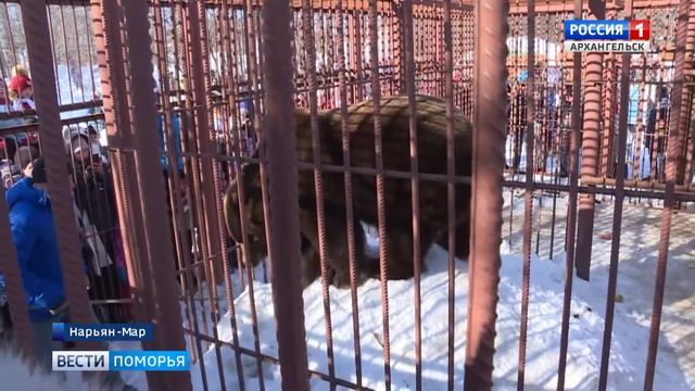 В Нарьян-Маре из зимней спячки вышел медведь по кличке Миша смотреть онлайн