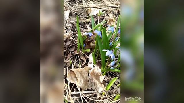 удивительная природа лесов смотреть онлайн