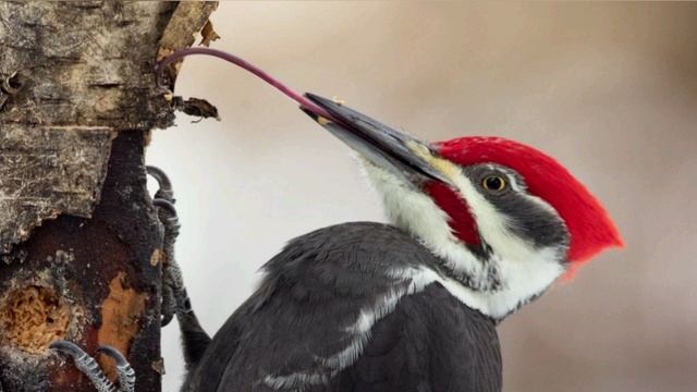 Михалыч VS Палыч