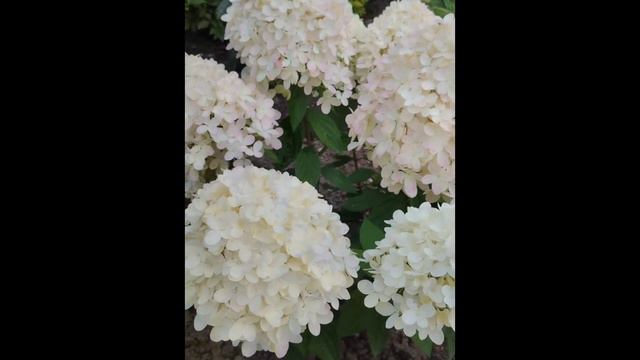🌱 Гортензия Little Passion. Низкорослая, не разваливается! Соцветие крупное, округлое, плотное. смотреть онлайн
