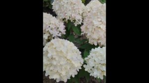 🌱 Гортензия Little Passion. Низкорослая, не разваливается! Соцветие крупное, округлое, плотное.