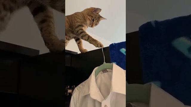 Кот в доме хозяин - нельзя сюда вешать! смотреть онлайн