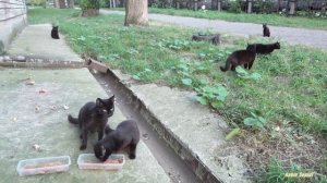 Angry black cat hisses at me