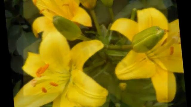 Дачный уголок ..... смотреть онлайн