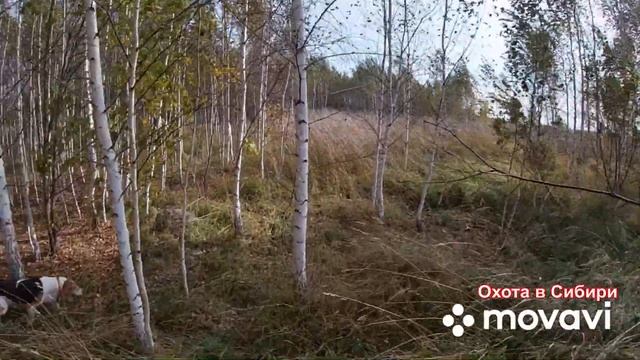 Ходовая охота на тетерева! Как я Оторвал рога косуле! смотреть онлайн