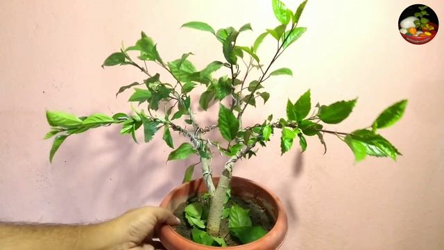 Hibiscus Bonsai From Cutting || How To Start A Hibiscus Bonsai смотреть онлайн