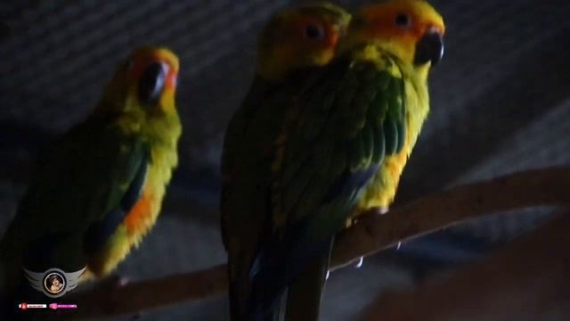 പക്ഷികളുടെ ലോകത്ത് അല്പനേരം... AVIARY VLOG|cockatiel|Java|Sun Conure|Iguana|Love birds|Anshuz Stuff смотреть онлайн