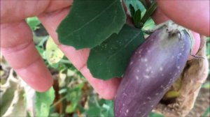 Они таки выросли! Баклажаны в бутылках.  Мой опыт  28 августа 2023г.