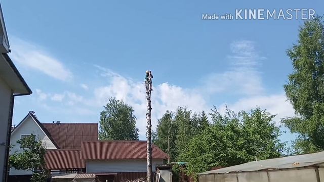 Спил полусухой аварийной березы в пос. ст. Корнево Всеволожского района Ленинградской области смотреть онлайн