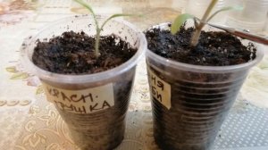 ??НЕТ ТОЧКИ РОСТА У РАССАДЫ ТОМАТОВ. ЧТО ДЕЛАТЬ?