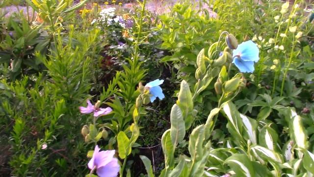 Сад в природном стиле. смотреть онлайн