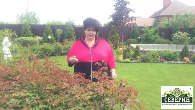 Строительные Нарративы