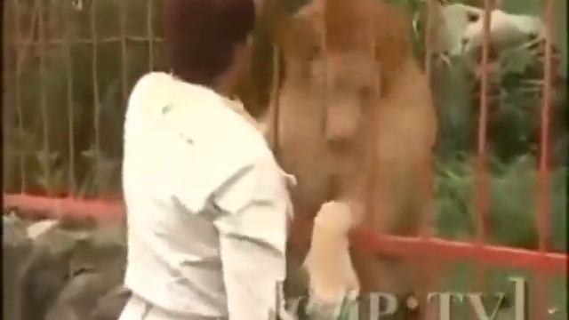 Невероятная дружба Льва и человека смотреть онлайн