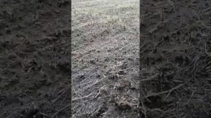 Подкотовка поля под сенокос. Очистка от кочек и муравейников.