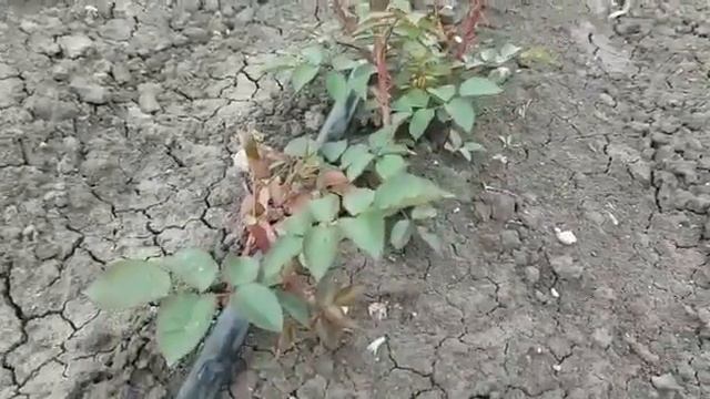 Пинцирование роз смотреть онлайн