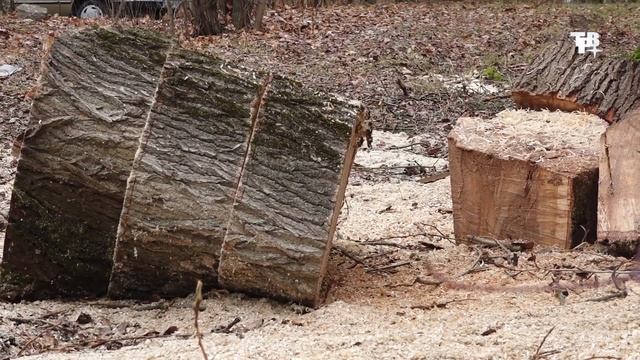 Ремонт остановок и обрезка деревьев смотреть онлайн