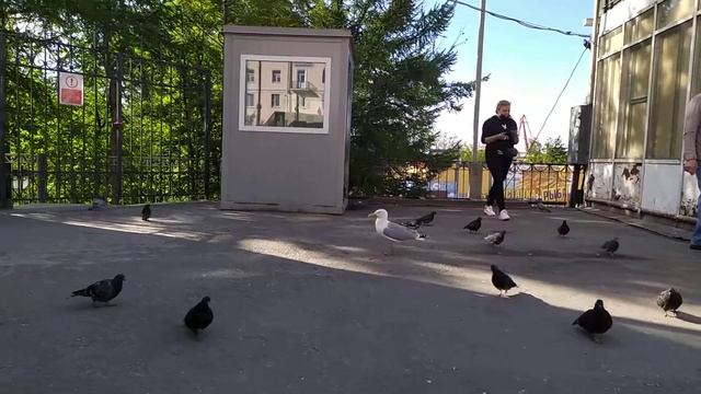 В Мурманске чайки охотятся за голубями. смотреть онлайн