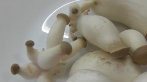 Выращивание экзотических грибов Еринги в домашних условиях. Часть 3