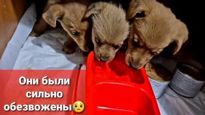 Щенят с мороза в теплый дом. Как поживает Дозор?!