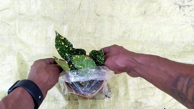 How To Grow Croton Gold Dust Plant From Leaf #grafting #crotongolddustplant #savegreen #howtogrow смотреть онлайн