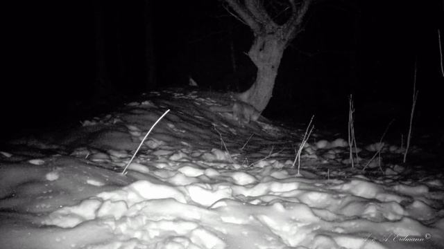 Сойки, лисица, лесная куница TRAIL CAMERAS IN THE WOODS смотреть онлайн
