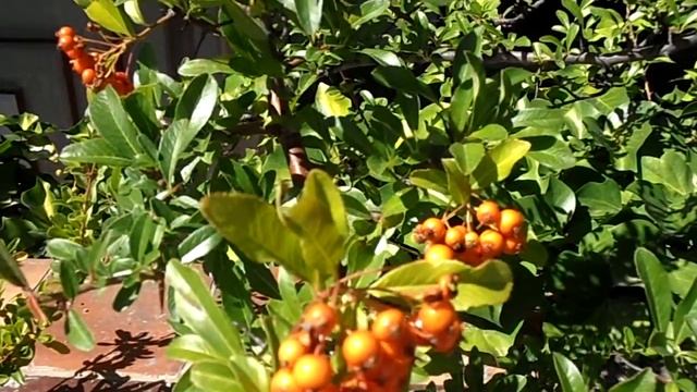 ESPINO DE FUEGO: Pyracantha Coccinea (www.riomoros.com)