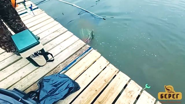 Ловим форель в Рыболовном клубе ФИШКА БЕРЕГ 16.10.2022! смотреть онлайн