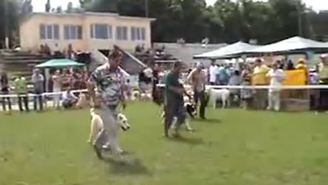 Кировоград 2014 щенки кобели смотреть онлайн