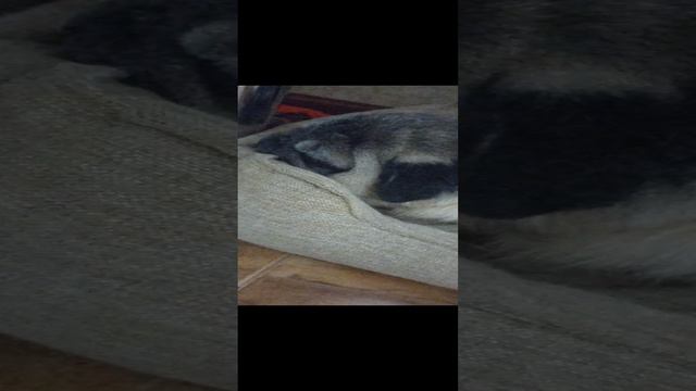 я обожаю,когда храпят собаки😁😍