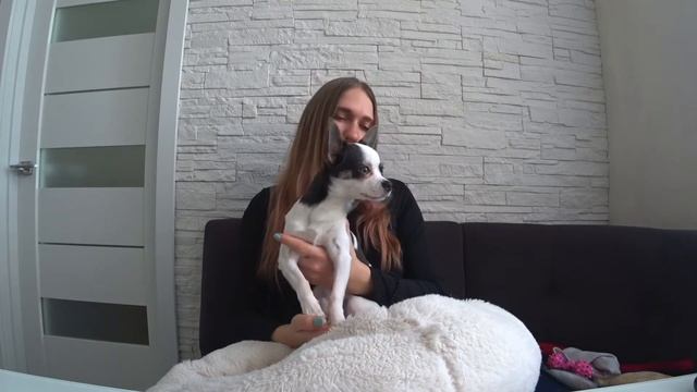 Как показать собаке чихуахуа что ты вожак альфа смотреть онлайн