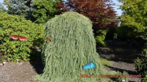 Лиственница европейская Пендула (pendula) ? обзор: как сажать, саженцы лиственницы Пендула