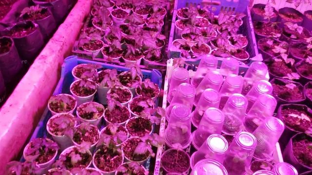 Первый опыт выращивания саженцев ежевики и малины. смотреть онлайн