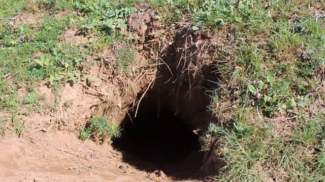 Дупка на лисица, тайните на лисичата бърлога смотреть онлайн