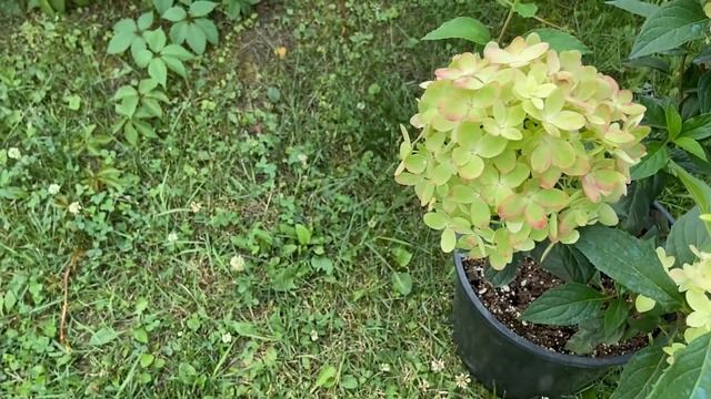 #Обзо#каталог Супер Новинок метельчатых гортензий 2018-2022! #Полестар#BeeSweet#BeeHappy#Геркулес смотреть онлайн